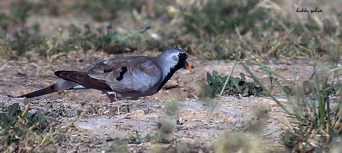 Namaqua Dove